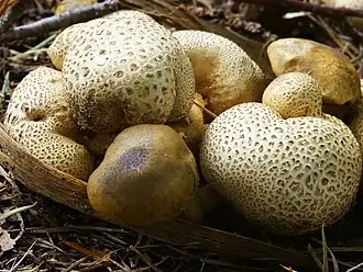 Zwammen in Domein Beisbroek.