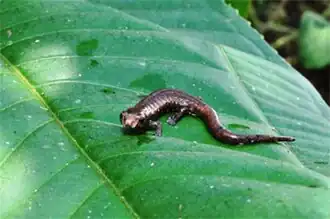 Bolitoglossa leandrae