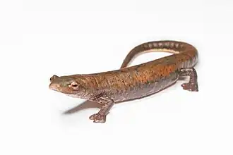 Bolitoglossa schizodactyla