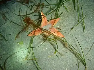 Bollonaster pectinatus