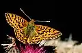 Boloria aquilonaris Veenbesparelmoervlinder