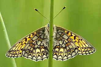 Boloria eunomia Ringoogparelmoervlinder