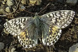 Boloria alaskensis