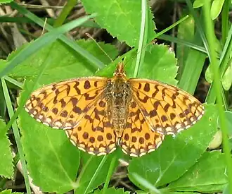Boloria dia Paarse parelmoervlinder