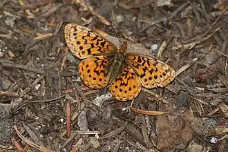 Boloria epithore