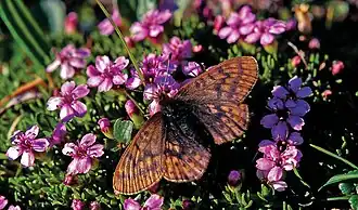 Donkere parelmoervlinder