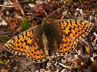 Bergparelmoervlinder