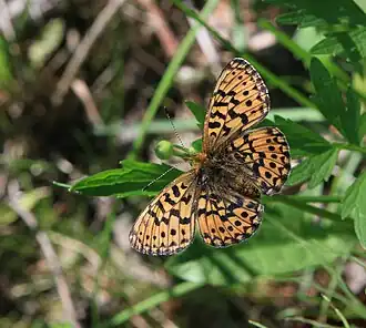 Boloria oscarus