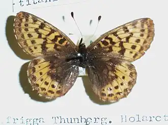 Frigga's parelmoervlinder