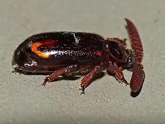 Cerapterus laceratus