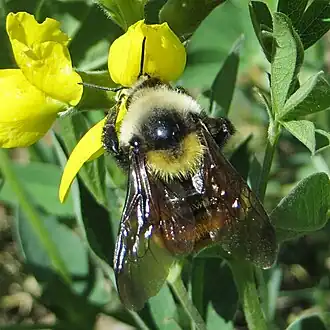 Bombus appositus