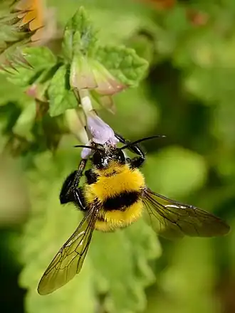 Hommel haalt nectar