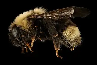 Bombus ashtoni