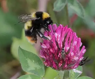 Bombus balteatus