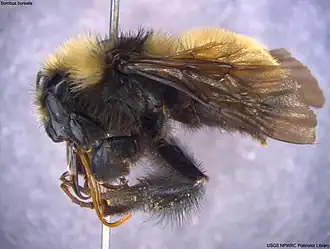 Bombus borealis
