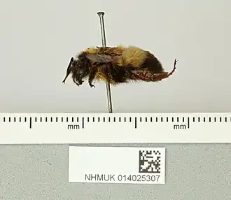 Bombus breviceps