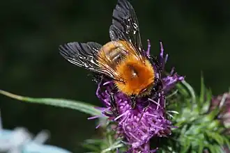 Bombus diversus
