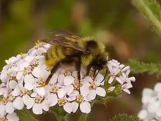 Bombus fernaldae