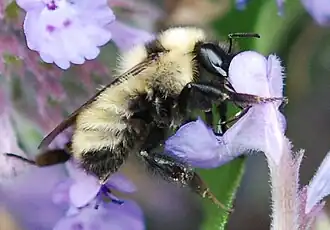 Bombus fervidus