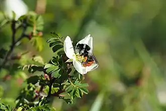 Bombus formosellus