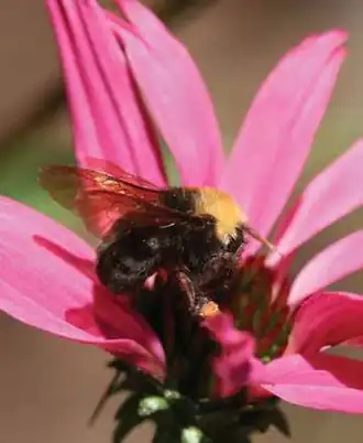 Bombus franklini