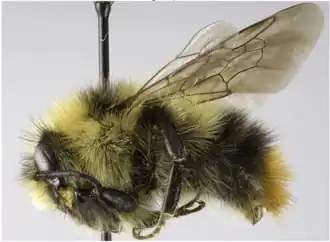 Bombus frigidus