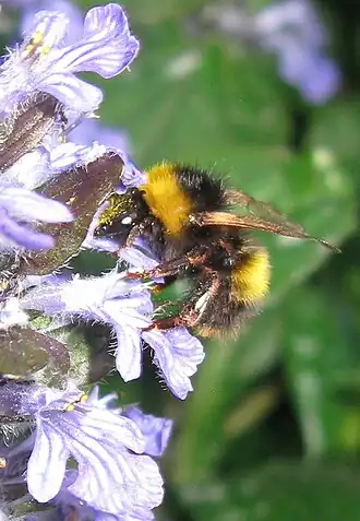 Bombus haematurus