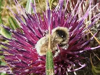 Bombus mesomelas