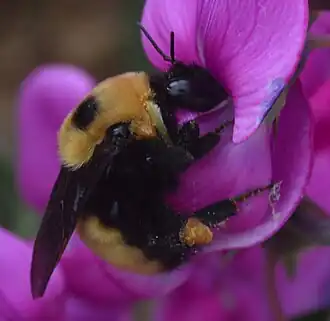 Bombus nevadensis