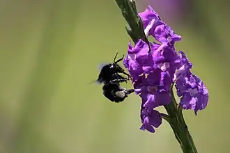 Bombus pullatus