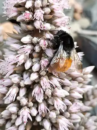 Bombus pyrosoma