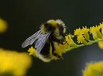 Bombus semenoviellus