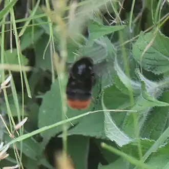 Bombus simillimus