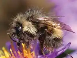Bombus sitkensis