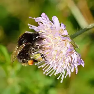 Late hommel