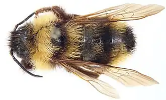 Bombus suckleyi