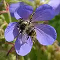 Beemdooievaarsbek (blauwe geranium) met bij. Geranium pratense met Bombus sylvarum
