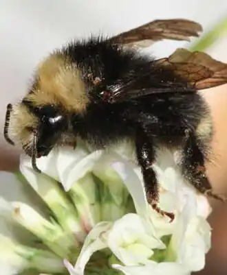 Bombus vandykei