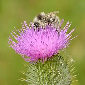 Zandhommel