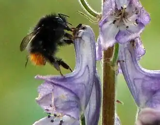 Bombus wurflenii