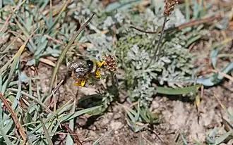 Bombus sichelii