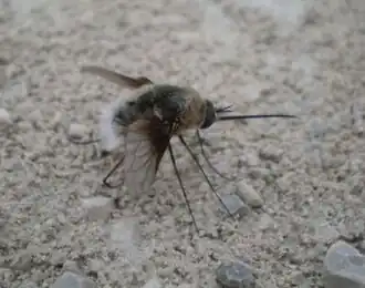 Bombylius cruciatus