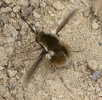 Bombylius fimbriatus
