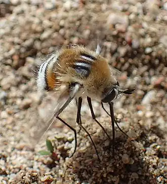 Bombylius quadrifarius