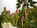 Kerstversiering op Bonaire