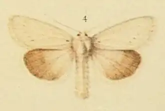Photedes morrisii