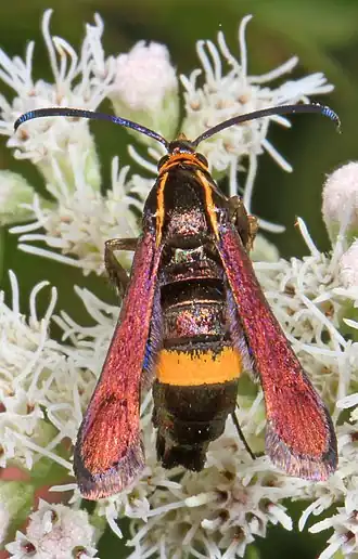 Carmenta pyralidiformis