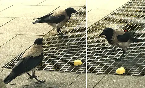 Bonte kraaien, ouders met jong