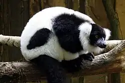 Zwartwitte vari (Varecia variegata variegata)