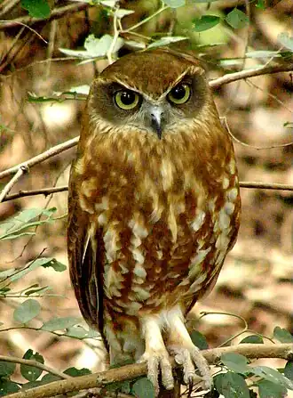 Australische boeboekuil